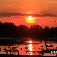 Dawn in Botswana