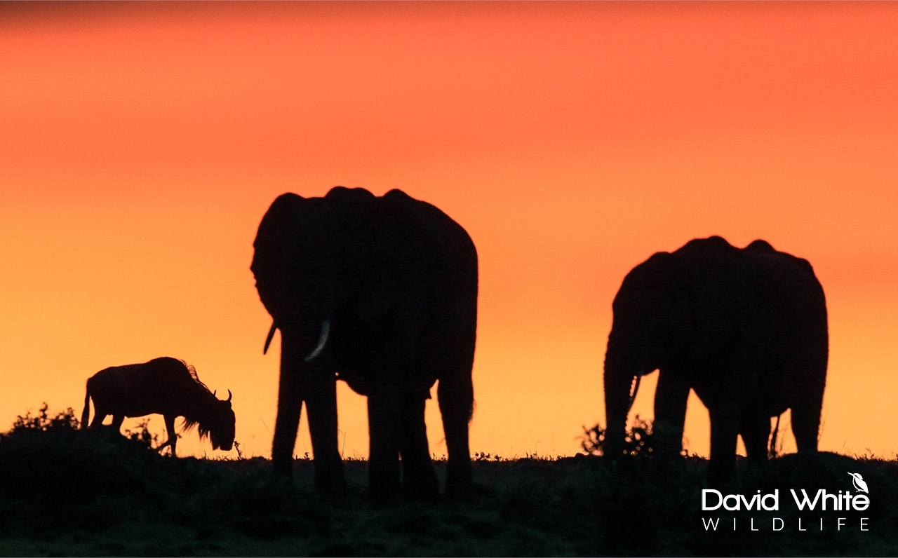 Elephants and Wildbeest at Sunset