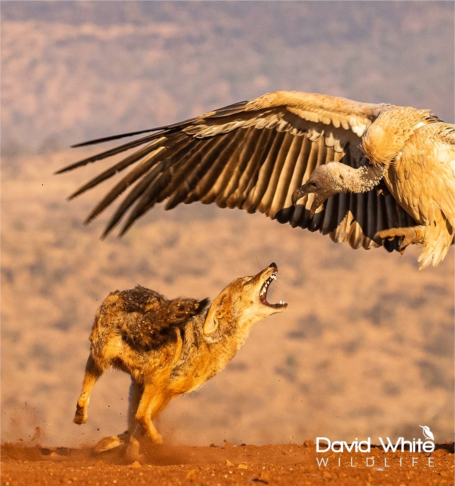 Combat – Jackal and Vulture