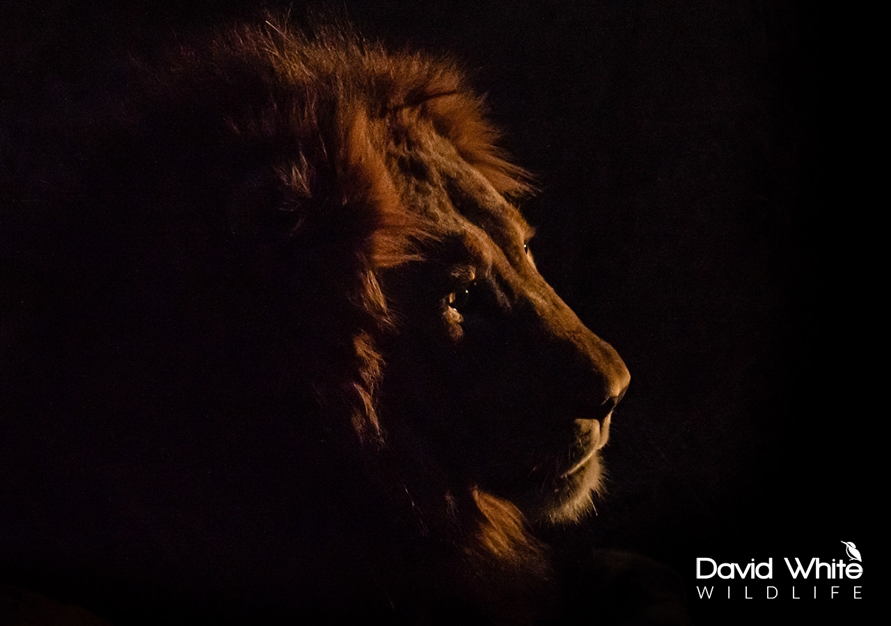 Lion in the Last Rays of Daylight
