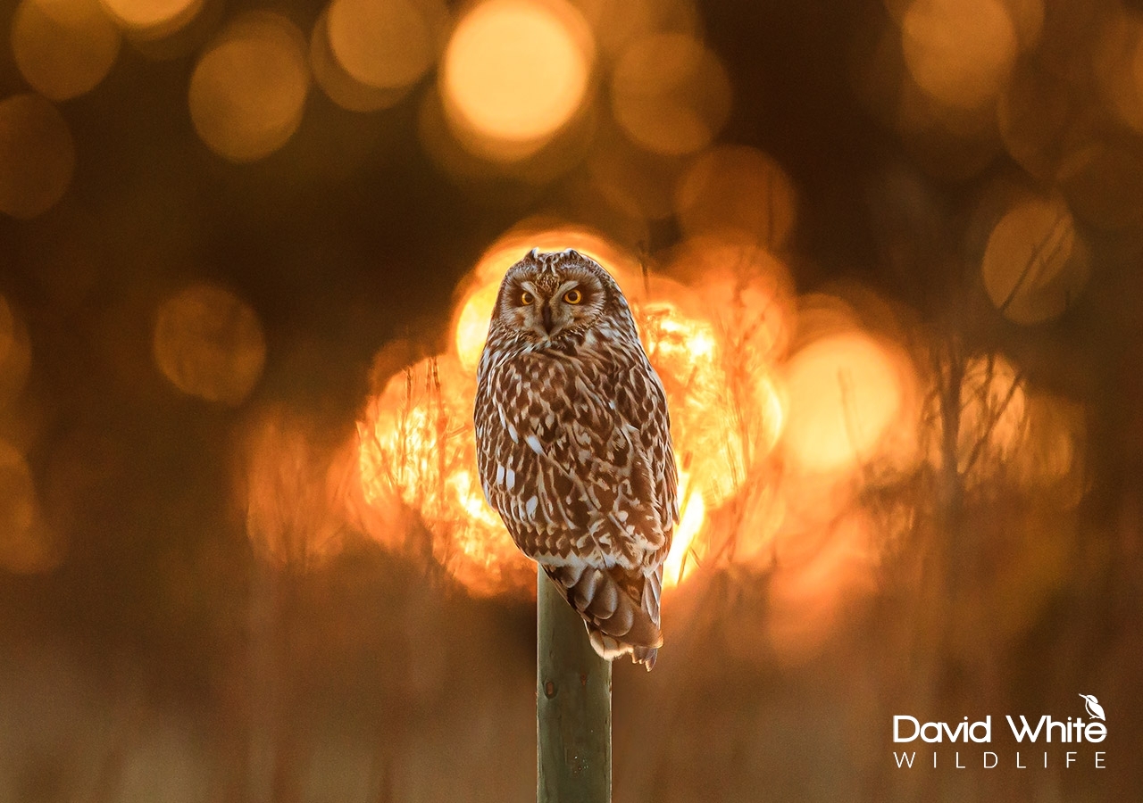Short-eared Owl at Sunset